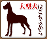 大型犬の情報
