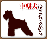 中型犬の情報