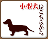 小型犬の情報