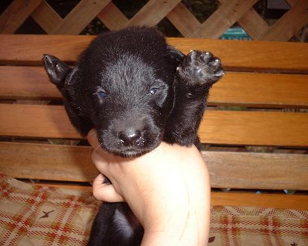 ベルジアングローネンダ ル 子犬販売 プラチナウルフ
