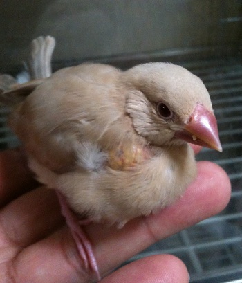 手乗り文鳥 販売のページ プラチナウルフ