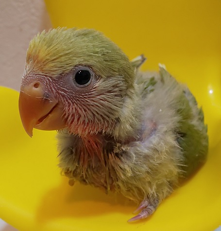 手乗りコザクラインコ 販売のページ プラチナウルフ