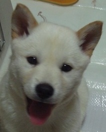 北海道犬 アイヌ犬 子犬販売 プラチナウルフ