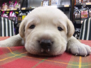 ラブラドールレトリーバー 子犬販売