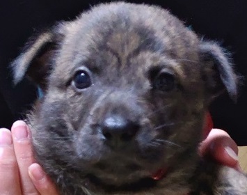 琉球犬 子犬販売 プラチナウルフ