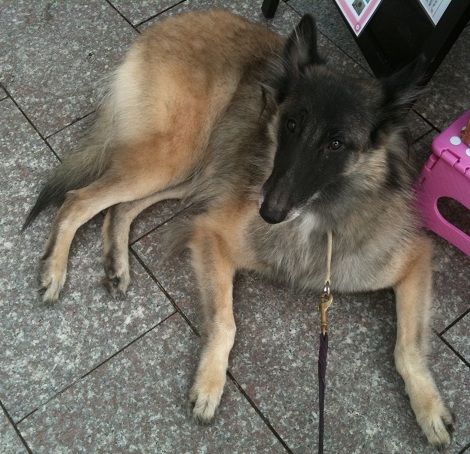 ベルジアンタービュレン 子犬販売